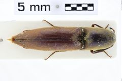 Foto (Dorsalansicht) von Megapenthes bicostatus (NHMW-ZOO-COL-0010119)